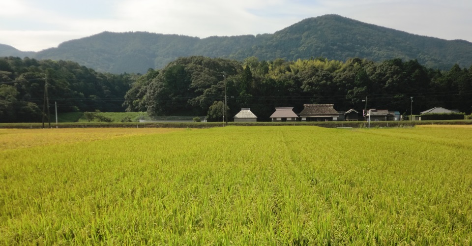 イセヒカリの写真
